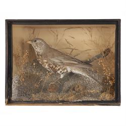 Taxidermy; Song thrush (Turdus philomelos), full adult mount in a naturalistic setting, in...