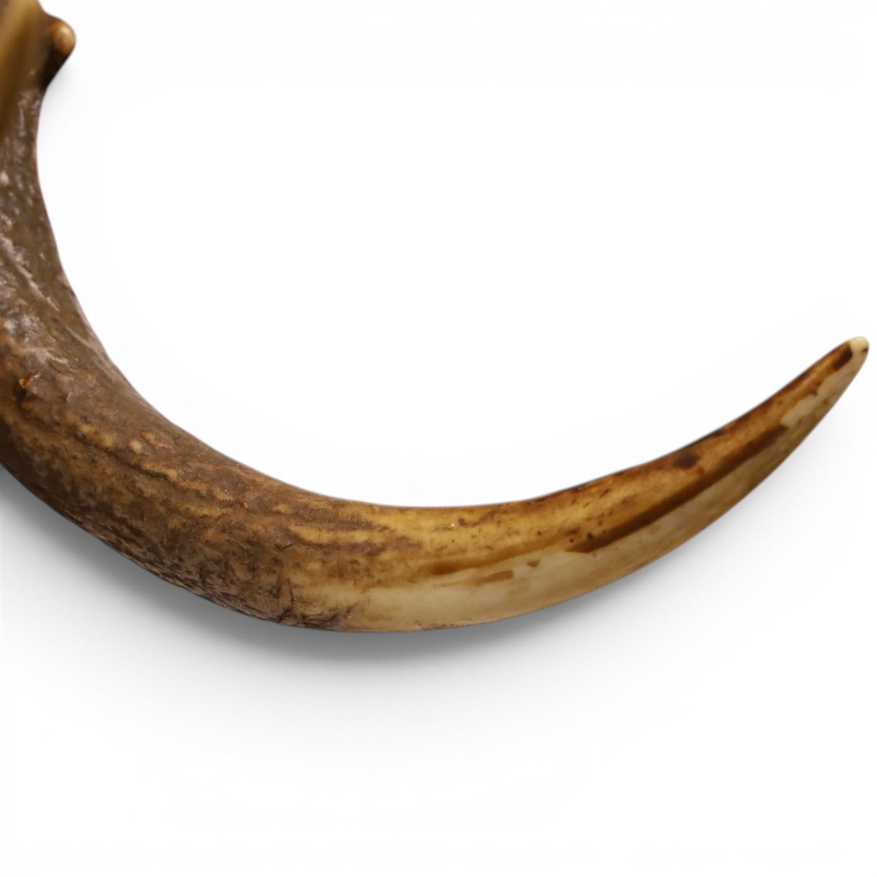 Antlers/Horns - pair of Fallow deer (Dama dama) antlers, mounted on wooden shield, with Arundel Park bone plaque, W81cm 