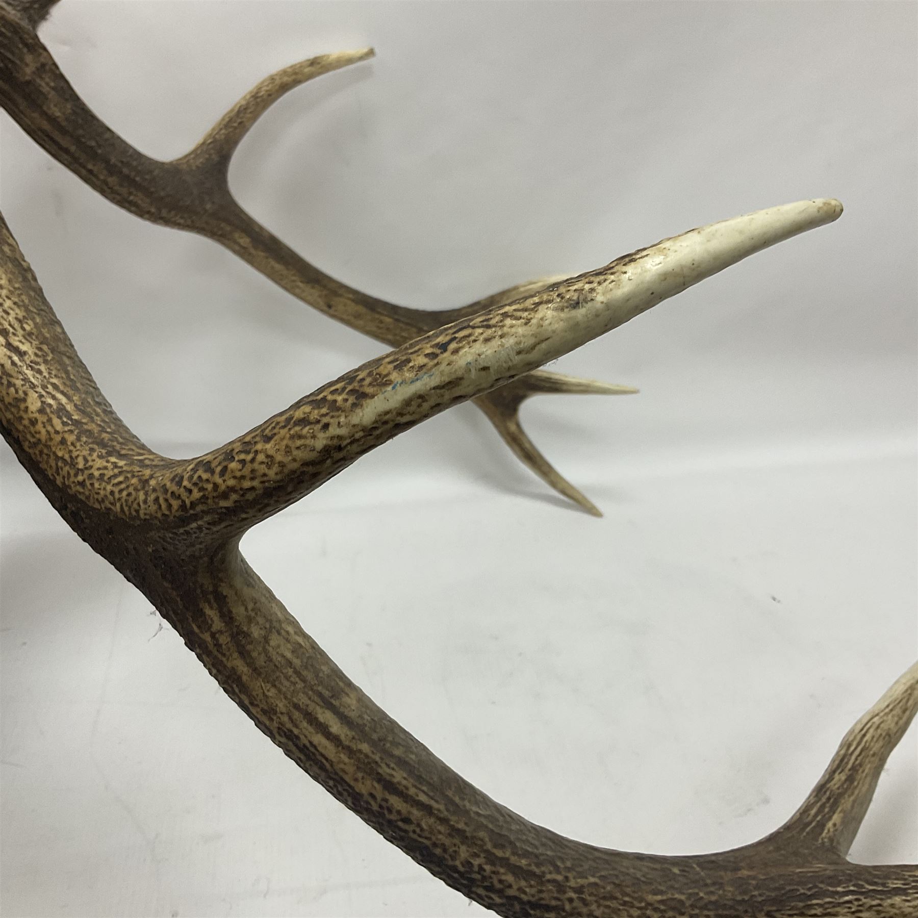 Taxidermy: Red Deer (Cervus elaphus), adult male imperial stag shoulder mount looking straight ahead, eleven point antlers, mounted upon a shaped wooden shield, D65cm