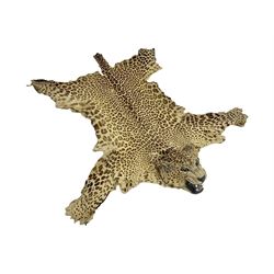  Taxidermy: Early 20th century Indian leopard (Panthera pardus fusca), adult skin rug with head mount, mouth agape, with limbs outstretched, nose to tail L156cm