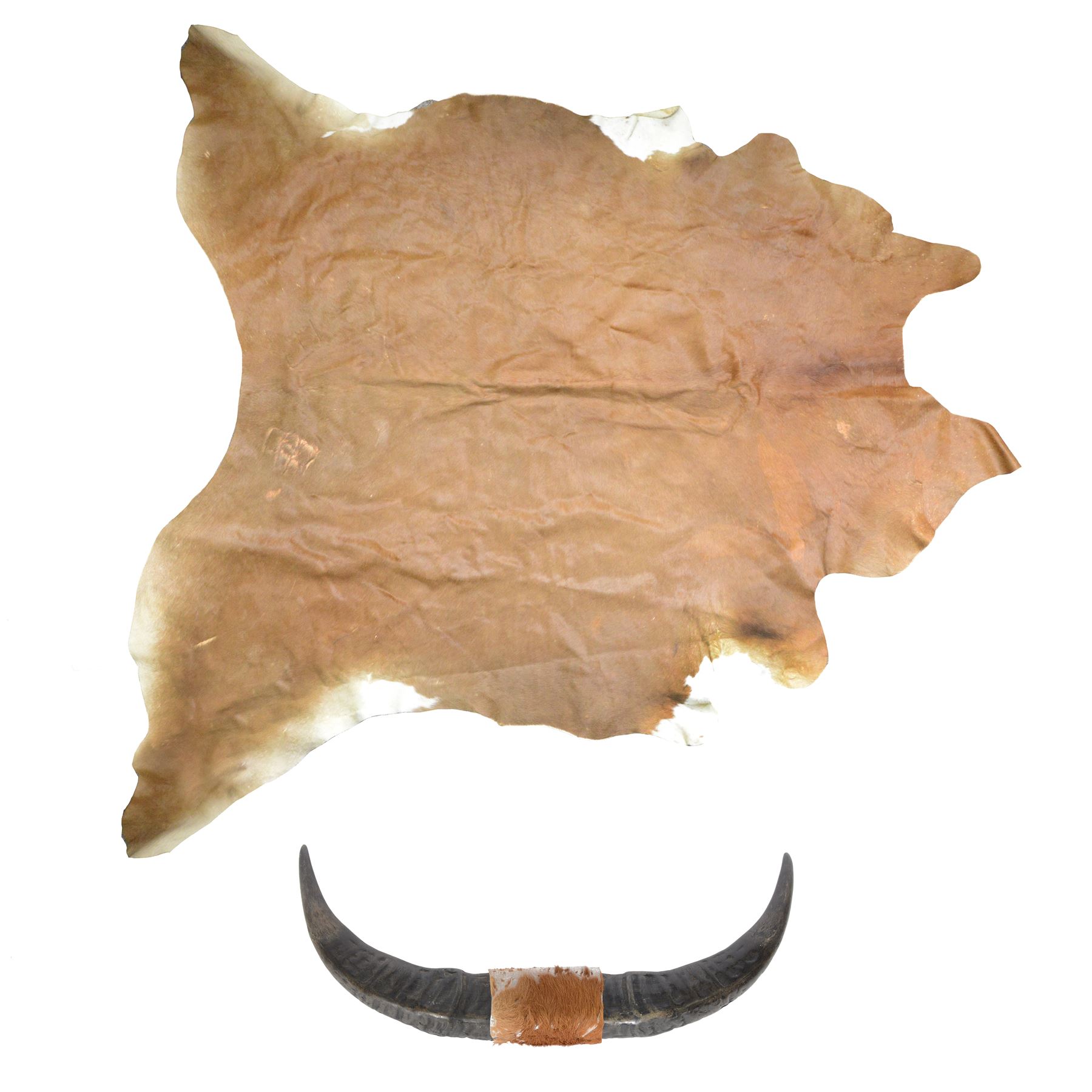 Skins/Hides: cow hide, adult hide rug with brown and white pattern, together with a pair of buffalo horn 