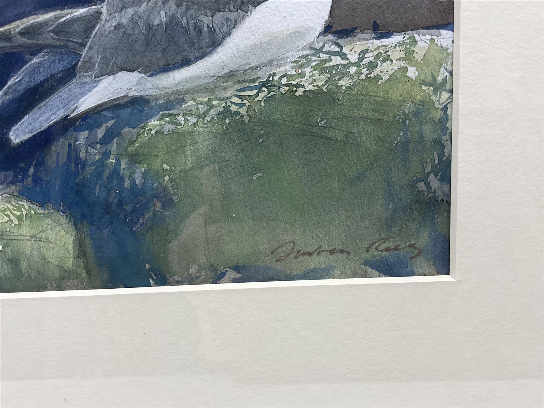 Darren Rees (British 1961-): Seagull, watercolour signed 13cm x 19cm 
Notes: Rees studied Mathematics at Southampton University, teaching the subject for a short time before pursuing painting full-time. His work has attracted many awards including the Natural World and RSPB Fine Art Awards, winning the Swarovski/Birdwatch and BBC Wildlife Artist of the Year competitions, and more recently he was crowned David Shepherd Wildlife Foundation Artist of the Year 2021. His first solo book Bird Impressions was runner up in the Natural History Book of the Year. Most recently, Darren was appointed Artist in Residence by Friends of the Scott Polar Research Institute, traveling to Antarctica with the Royal Navy.