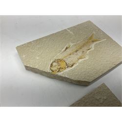 Three fossilised fish (Knightia alta) two in a single matrix, the other in an individual maxtrix, age; Eocene period, location; Green River Formation, Wyoming, USA, largest matrix H9cm, L15cm