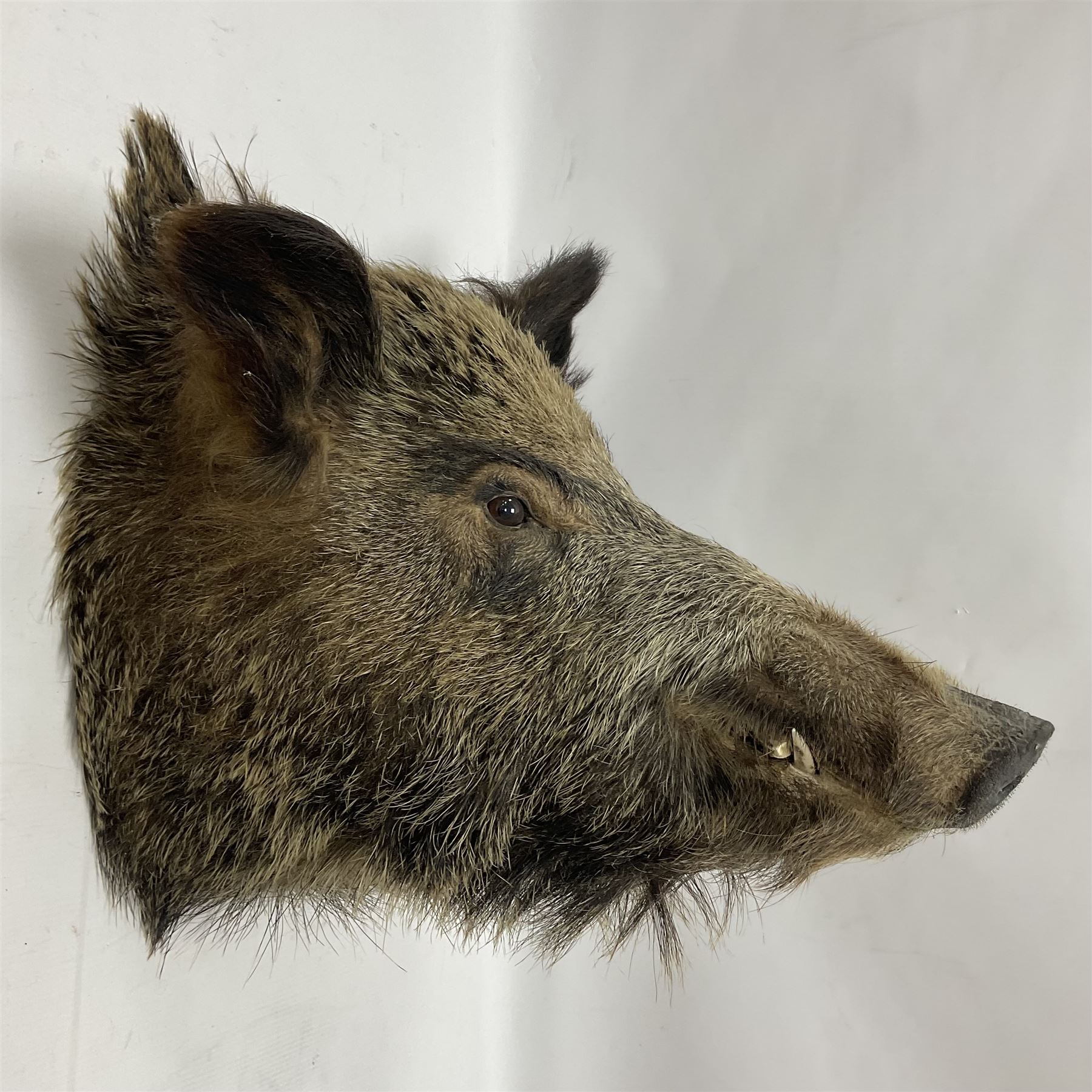 Taxidermy: European Wild Boar (Sus scrofa), adult male shoulder mount looking straight ahead