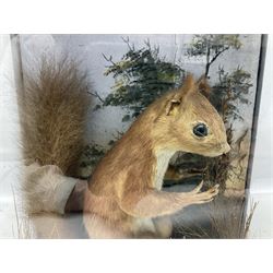 Taxidermy: cased Red Squirrels (Sciurus vulgaris), full adult mount in a naturalistic setting, encased within an ebonised three pane display case, together with a Stoat (Mustela erminea), full adult mount upon a branch and a European Mink (Mustela lutreola), full adult mount upon a brach, cased squirrel, H34cm, L27cm