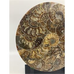 Polished ammonite plate, formed of individual ammonites age; Jurassic period, upon an ebonised stand, D27cm