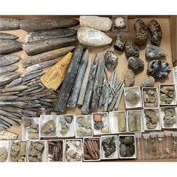 Natural History - A collection of fossils, comprising a large number of Belemnites of various size, largest Belemnite approximately L18.5cm. 