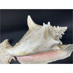 Conchology: selection of conch shells, to include horned examples, largest H17cm, L24cm