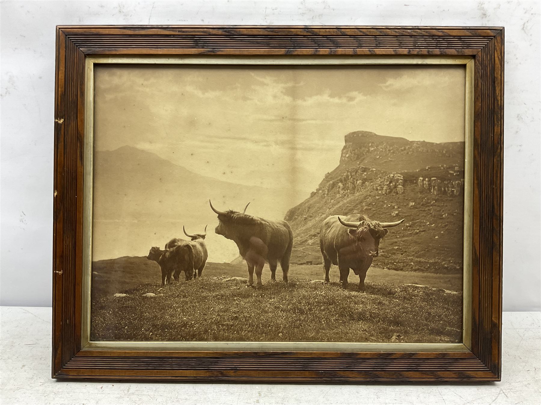 Charles Reid (Scottish 1837-1929): Highland Cattle, sepia photograph 35cm x 46cm