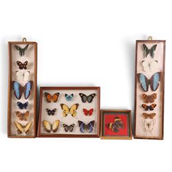 Entomology; Four framed butterfly displays including swallowtail, Blue Charaxes, Indian Oakleaf etc 