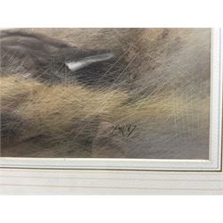 John Naylor (British 1960-): Two Ducks, pastel signed and dated '87, 26cm x 43cm 