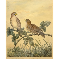  Sydenham (Syd) Teast Edwards (British 1768-1819): 'Fringilla Linaria - Red-pate or Redpole', ornithological watercolour signed and titled 24cm x 19cm  