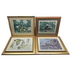 Charles Frederick Tunnicliffe (British 1901-1979): 'Secluded Pool', Badgers, and Oystercatchers and Redshanks on the Shore, three limited edition colour prints each signed in pencil, together with 'Green Woodpecker', an unsigned example after the same artist (4)