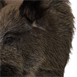Taxidermy: A European Wild Boar (Sus scrofa), adult neck mount looking straight ahead, 50cm from wall