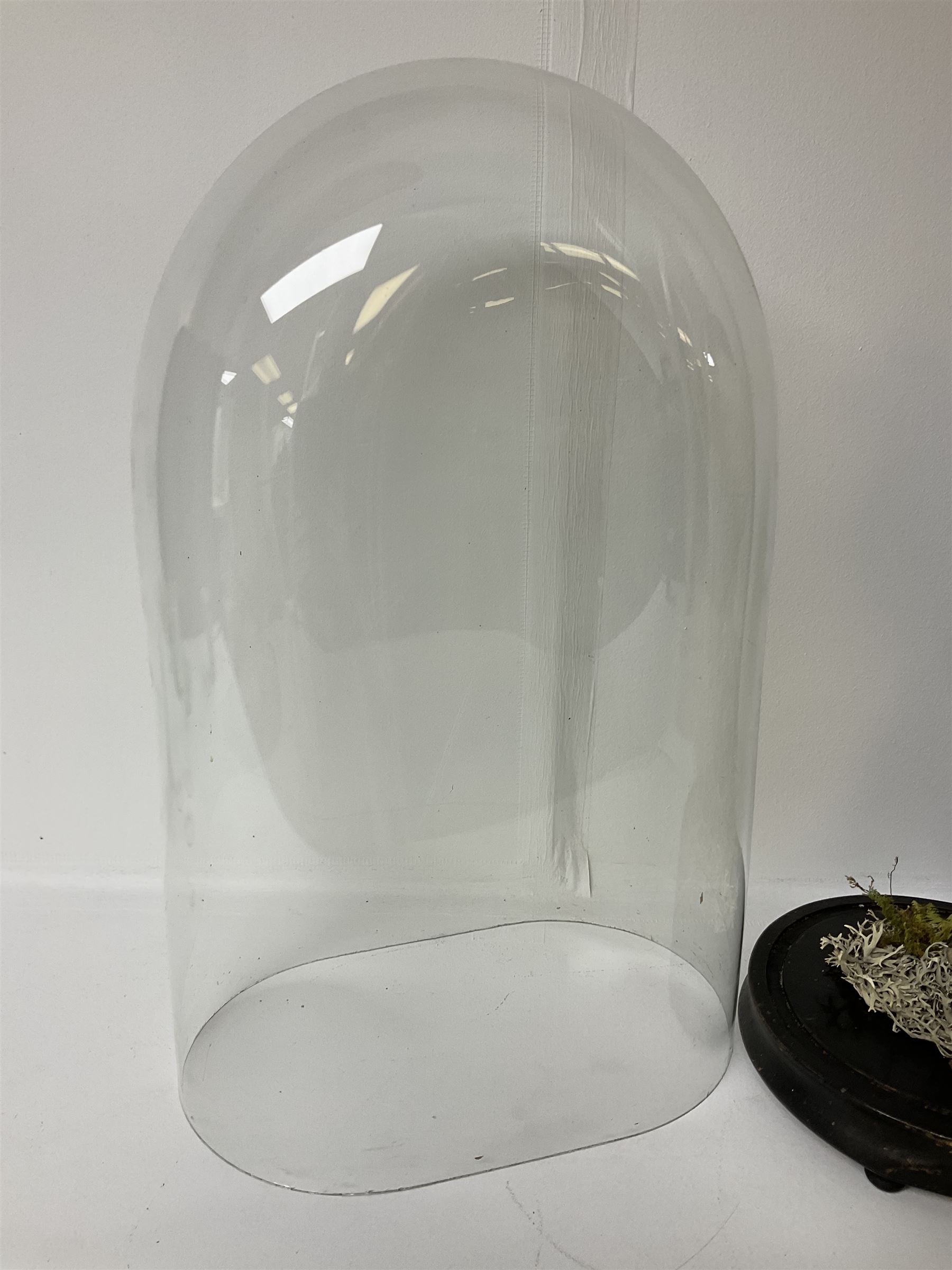 Taxidermy: Victorian cased Peregrine Falcon (Falco peregrinus), full female mount  stood atop a tree stump in a naturalistic ground, enclosed beneath a period oval glass dome with ebonised base, raised upon four bun feet, H54cm D20cm W34cm