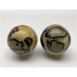 Pair of septarian spheres, polished, with a calcite centre and argonite/siderite lines within limestone rock, D6cm