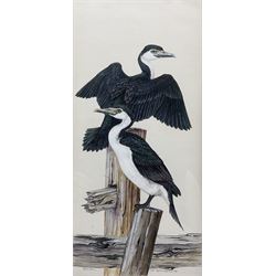  Robin Hill (Australian 1932-): 'Pied Cormorants', watercolour and ink signed titled and dated '60, 38cm x 18cm 