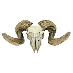 Skulls/Horns: Swaledale Ram Skull, (Ovis aries), set of adult horns on upper skull, H17cm