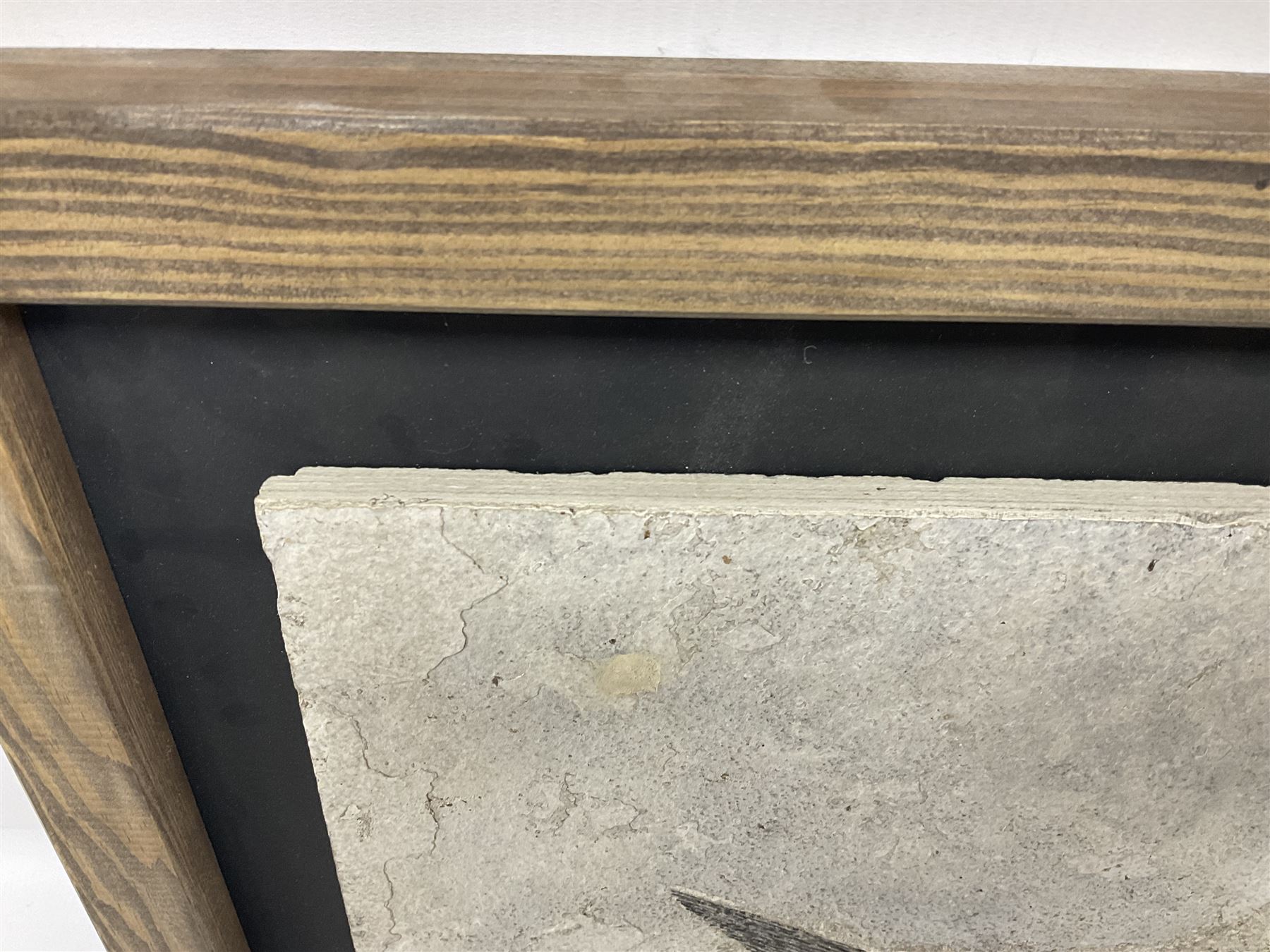 Large Fossilised fish in matrix (Knightia alta), age; Eocene period, location; Green River Formation, Wyoming, USA, in frame, fish L42cm, frame H49cm, L72cm