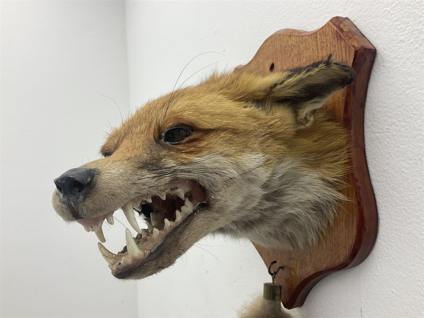 Taxidermy; Red fox mask (Vulpes vulpes), with mouth agape bearing teeth, mounted upon oak shield, with brush, shield L26cm