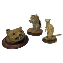 Taxidermy; Red fox mask (Vulpes vulpes),