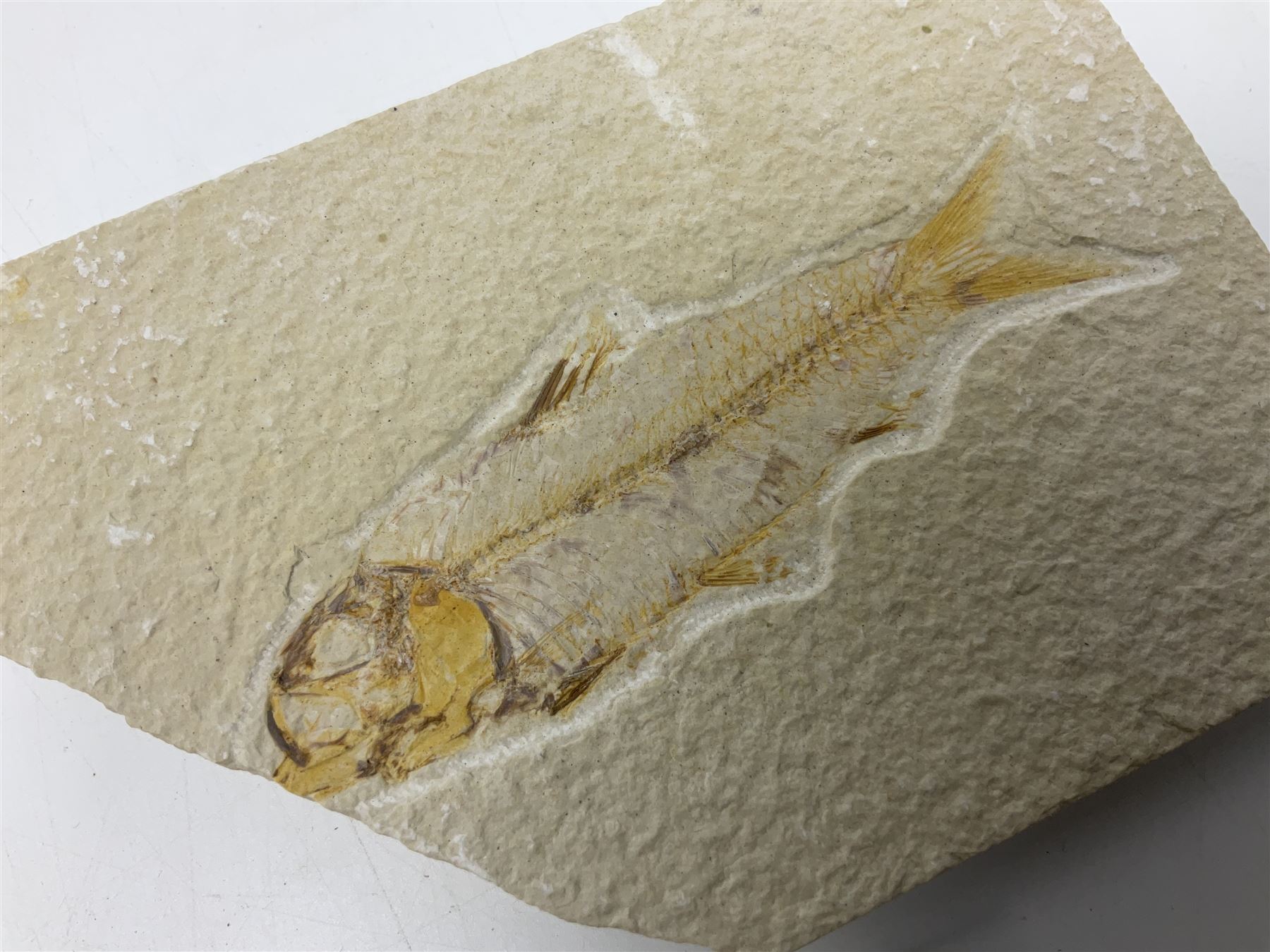 Three fossilised fish (Knightia alta) two in a single matrix, the other in an individual maxtrix, age; Eocene period, location; Green River Formation, Wyoming, USA, largest matrix H9cm, L15cm
