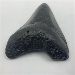 Black Megalodon (Otodus Megalodon) tooth fossil, age; Miocene period, H9cm, W7cm