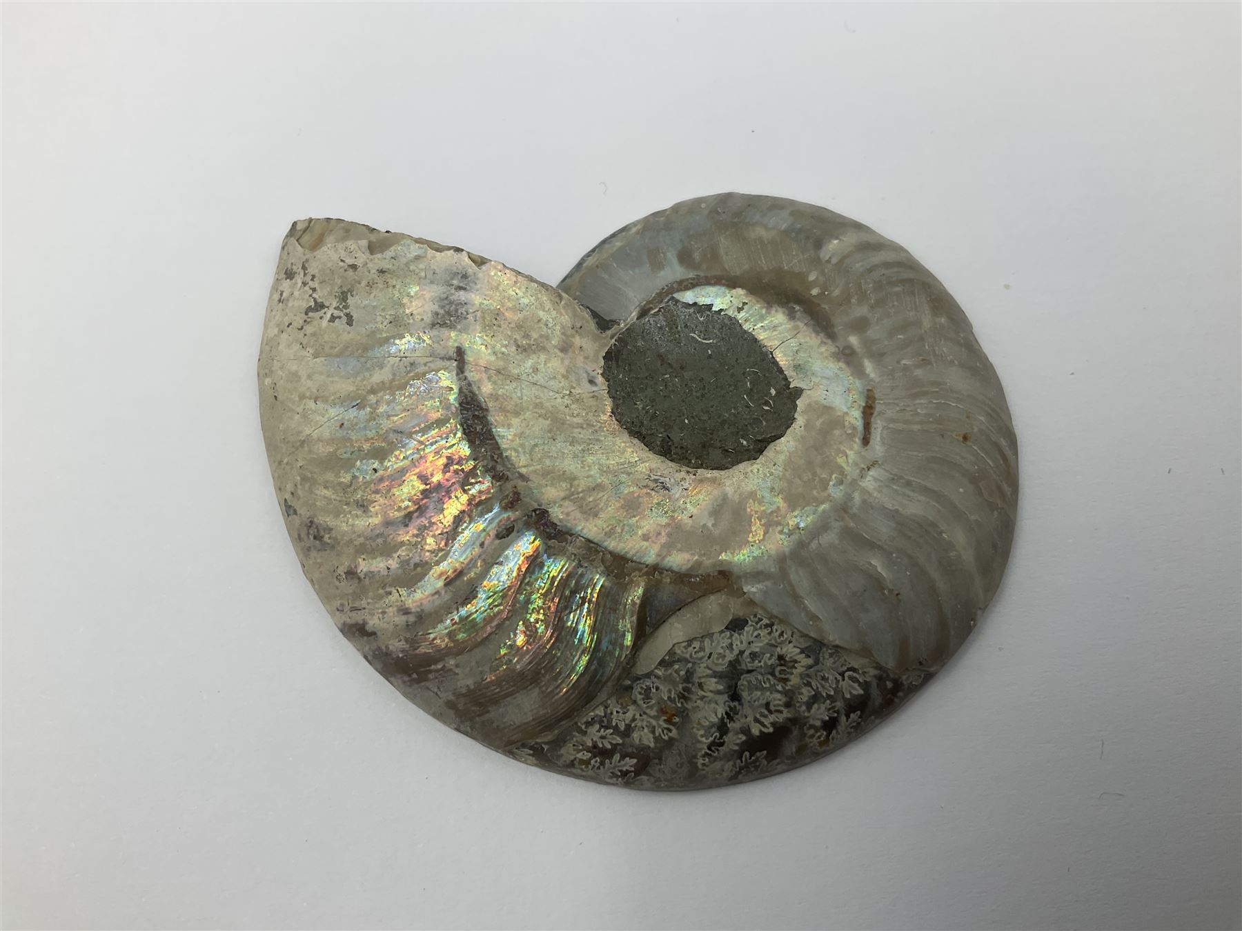 Two pairs of sliced ammonite fossils with polished finish, age: Cretaceous period, location: Madagascar, largest D7cm