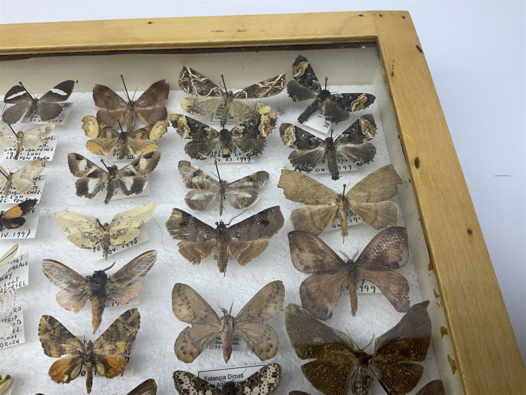 Entomology: Glazed entomology collector's drawer display of African and Asian butterflies and moths, a colourful display of one hundred and twenty six assorted specimens, collected from various regions of Africa and Asia, each with attached data labels, H50cm, W40cm