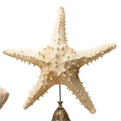 Natural History - Two Victorian preserved starfish on open display, first example five pointed Asteridea starfish, second example five point Halityle starfish, each upon turned ebonized wooden stand, largest H59cm 
