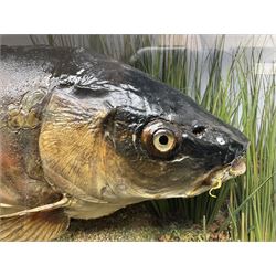 Taxidermy; Cased Mirror Carp (Cyprinus carpio carpio) a large preserved skin mount 
in a naturalistic setting set against blue painted back drop, enclosed within a glass bow fronted case, the interior bearing a label 'Carp Redmire Lake 12 lb 4 oz Oct 67' H42 cm W87 cm D27 cm