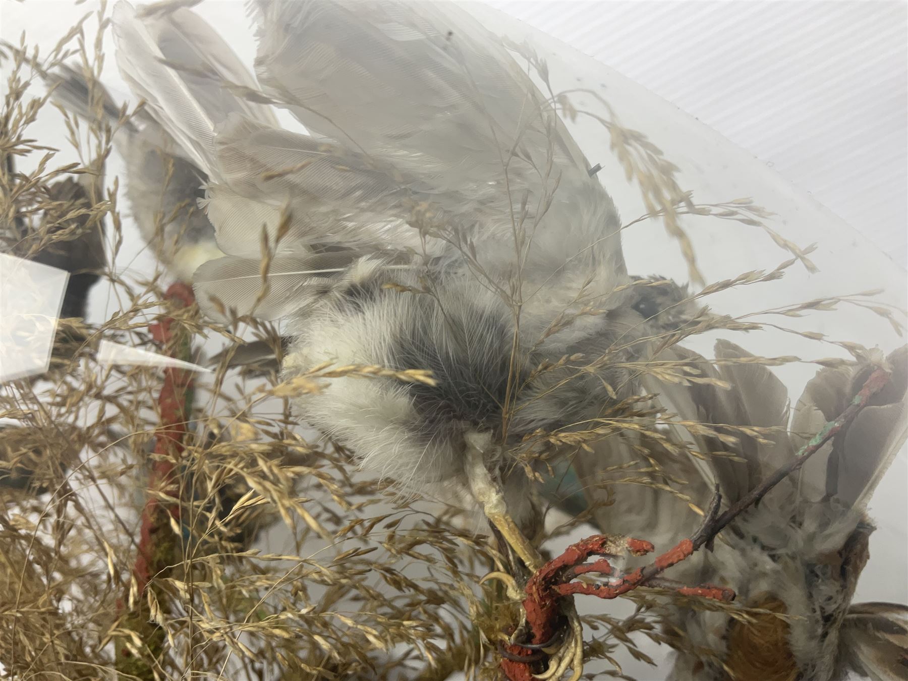 Taxidermy; large Victorian domed taxidermy diorama study of birds, with seventeen specimens including Ring Necked Parakeet, Blue Winged Warbler and Blackbird, the glass dome upon an ebonised wooden base, H77cm, W44cm