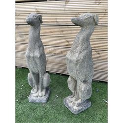 Pair of cast stone seated greyhounds, H75, W20, D25 - THIS LOT IS TO BE COLLECTED BY APPOINTMENT FROM DUGGLEBY STORAGE, GREAT HILL, EASTFIELD, SCARBOROUGH, YO11 3TX