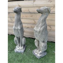  Pair of cast stone seated greyhounds, H75, W20, D25 - THIS LOT IS TO BE COLLECTED BY APPOINTMENT FROM DUGGLEBY STORAGE, GREAT HILL, EASTFIELD, SCARBOROUGH, YO11 3TX