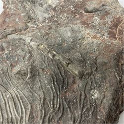 Crinoid sea bed plaque, with partial Scyphocrinites crinoid specimen, age; Silurian period, location; Morocco, L32cm L17cm 