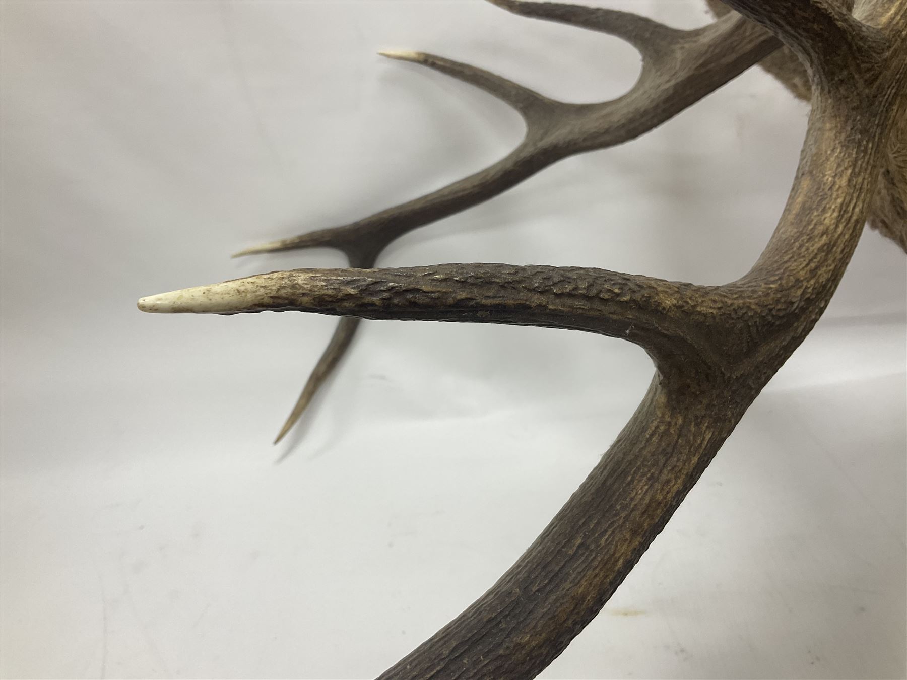 Taxidermy: Red Deer (Cervus elaphus), adult male imperial stag shoulder mount looking straight ahead, ten point antlers, mounted upon a shaped wooden shield, D65cm