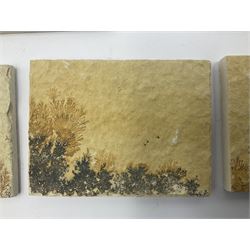 Six dendrite crystals each in an individual sandstone plaque, each plaque H6cm, L8cm
