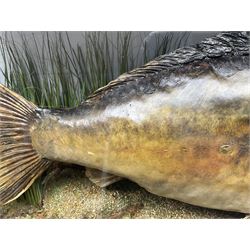 Taxidermy; Cased Mirror Carp (Cyprinus carpio carpio) a large preserved skin mount 
in a naturalistic setting set against blue painted back drop, enclosed within a glass bow fronted case, the interior bearing a label 'Carp Redmire Lake 12 lb 4 oz Oct 67' H42 cm W87 cm D27 cm