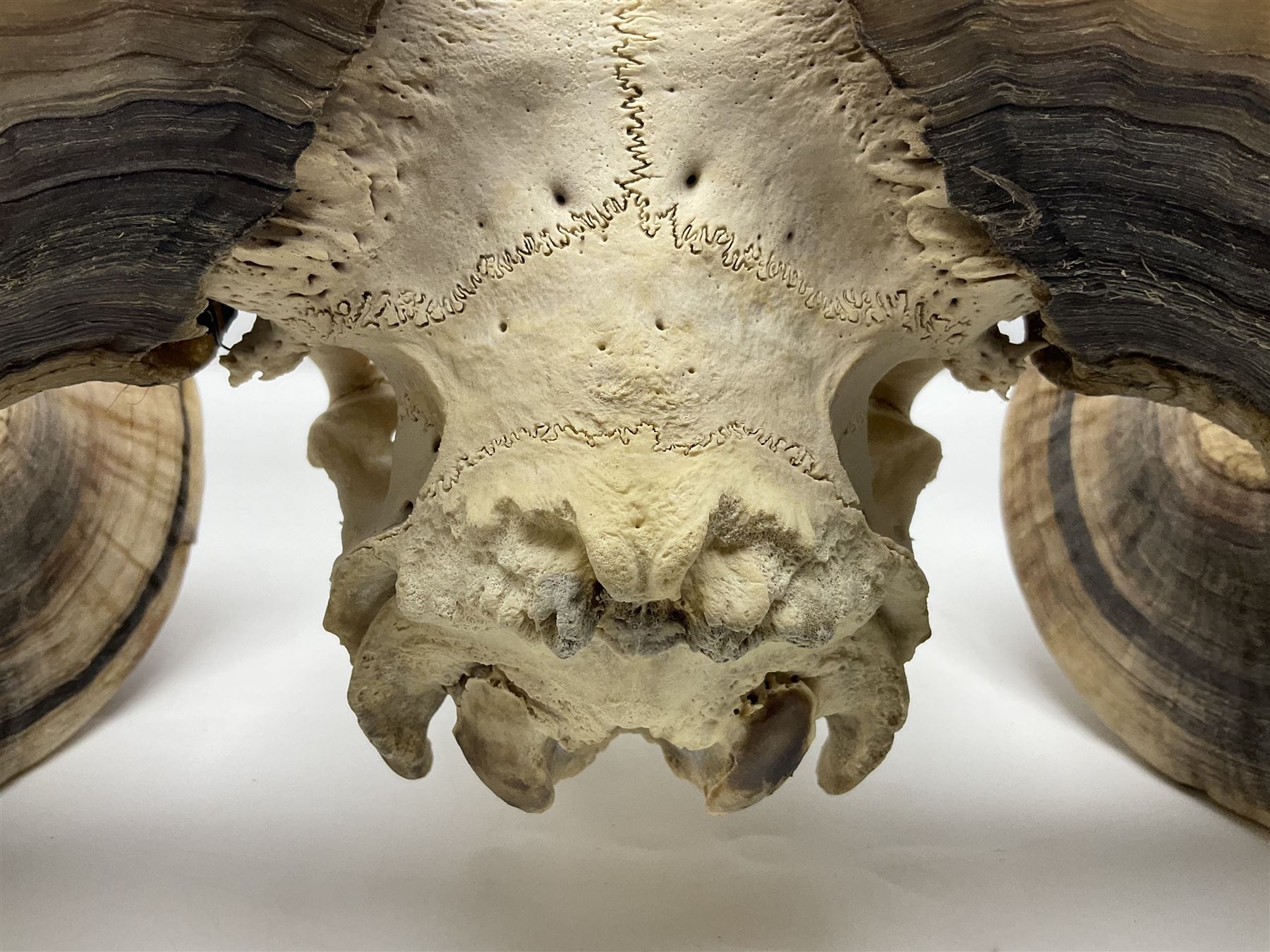 Skulls/Horns: Swaledale Ram Skull, (Ovis aries), set of adult horns on upper skull, H17cm