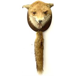 Taxidermy: Red fox mask (Vulpes vulpes), with mouth agape bearing teeth, mounted upon oval wooden shield, with brush, shield H26.5cm