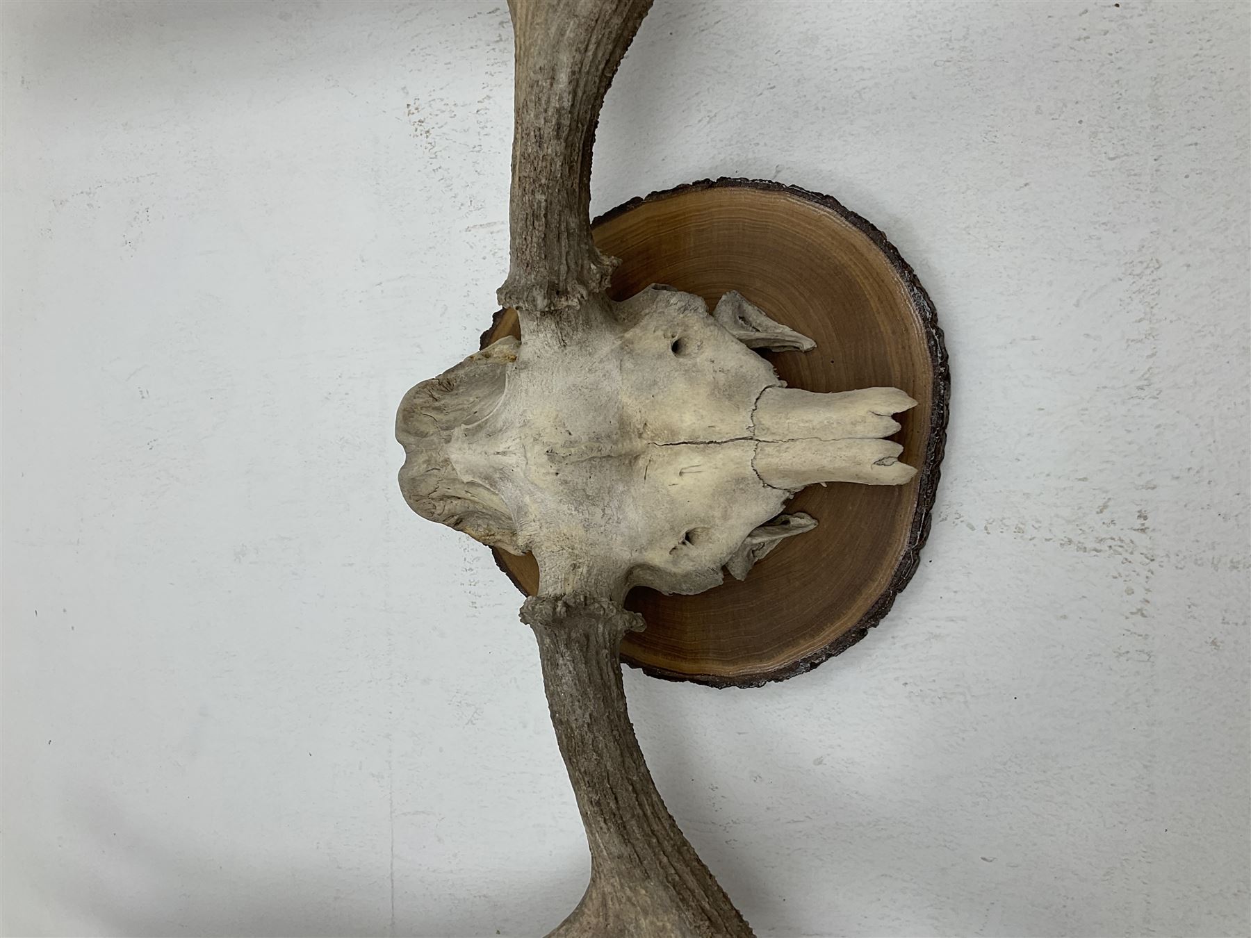 Antlers/Horns: North American Moose Antlers (Alces alces), adult bull moose antlers upon tree section plaque, overall approximately H95cm L135cm