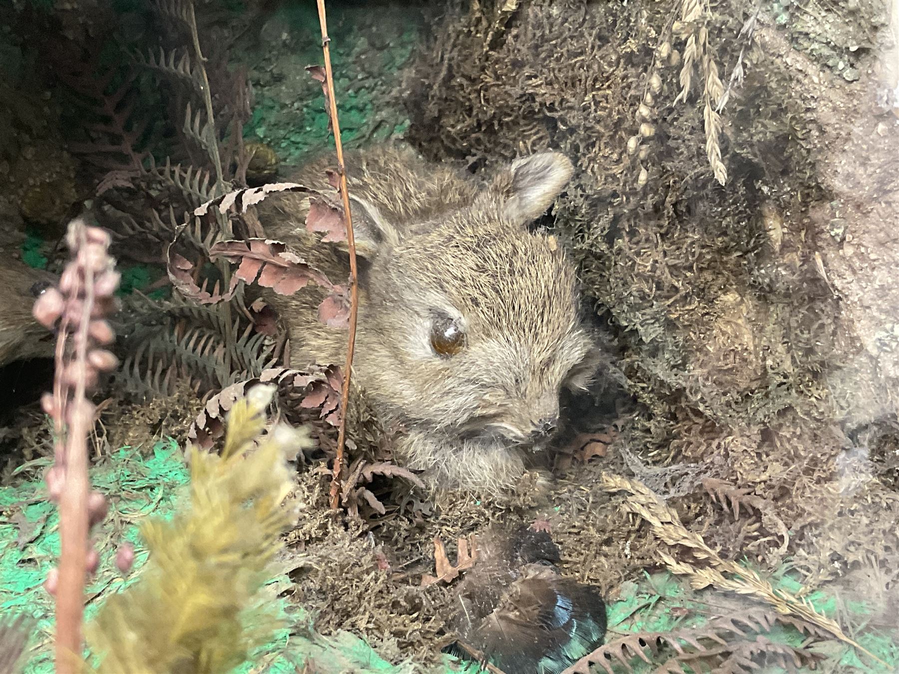 Taxidermy; cased bird diorama, to include Red-neck Pheasants (Phasianus colchicus) adult mounts hen and cock, Common Kestrel (Falco tinnunculus), Common Blackbird (Turdus merula), Starling (Sturnus vulgaris) and others,  in a naturalistic setting, encased within a single pane display case, H66cm, L97cm