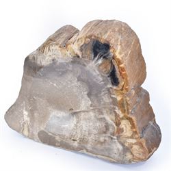 Polished petrified wood dish, some growt