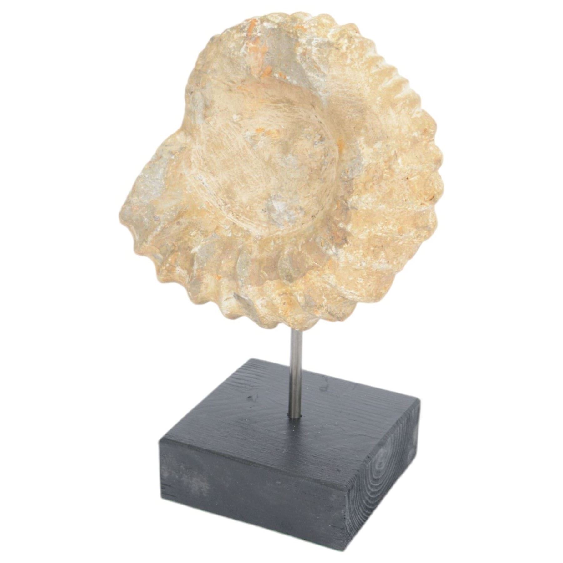 Ammonite fossil, mounted upon a rectangular wooden base, age; Cretaceous period, location; Morocco, H31cm