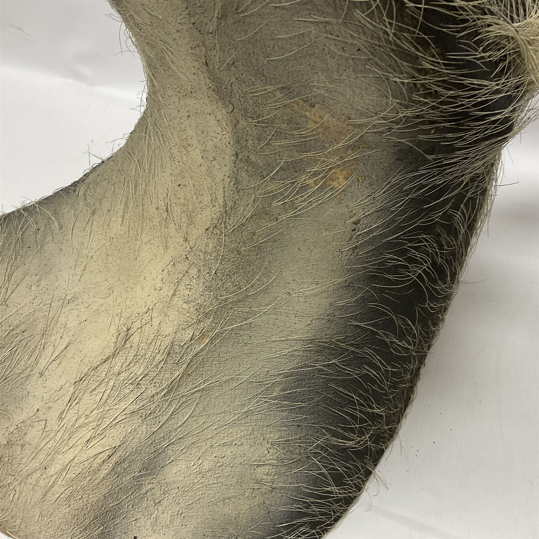 Taxidermy: A Common Warthog (Phacochoerus africanus), a large adult head mount looking straight ahead, D50cm