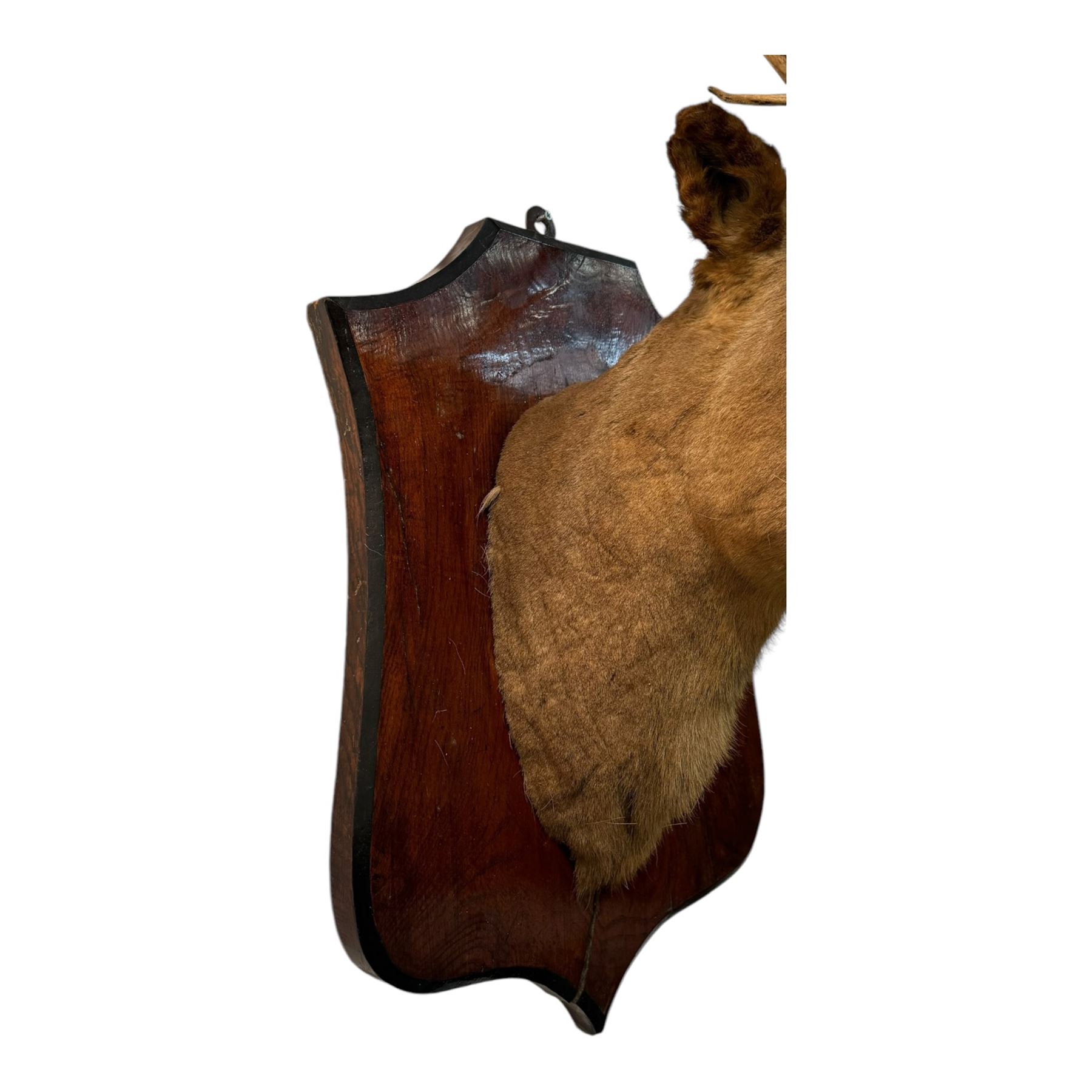 Taxidermy: Elk (Cervus Canadensis) shoulder mount looking straight ahead including an abnormal antler growth, upon a wooden shield, D60cm