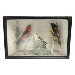Taxidermy; Victorian cased display of birds, comprising Scarlet Tanager (Piranga olivacea), Campo Troupial (Icterus jamacaii) and Snow Bunting (Plectrophenax nivalis), amidst a naturalistic setting, encased within an ebonised single pane display case, H23cm, L35cm