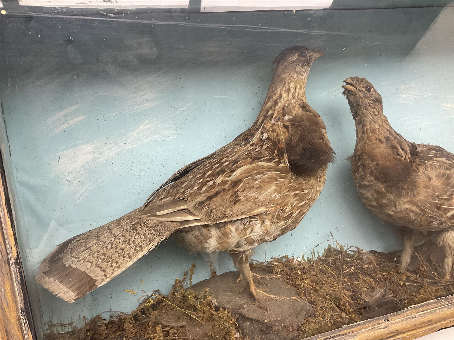 Taxidermy; Cased pair of Ruffed Grouse (Bonasa umbellus), male and female adult mounts, in a naturalistic setting, encased within a single pane display case, H39cm, L68cm