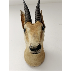Taxidermy:  Indian Gazelle, head neck mount looking straight ahead, H43cm: The species is listed lower down CITES so If sold/shipped outside of the EU it will require a CITES Re-export permit
