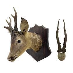 Taxidermy; Roe Deer (Capreolus capreolus), adult Roebuck neck mount looking straight ahead, mounted upon an oak shaped shield, together with a pair of Roe Deer antlers, with partial skull